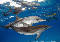 Out for a morning swim by Steven Anderson 